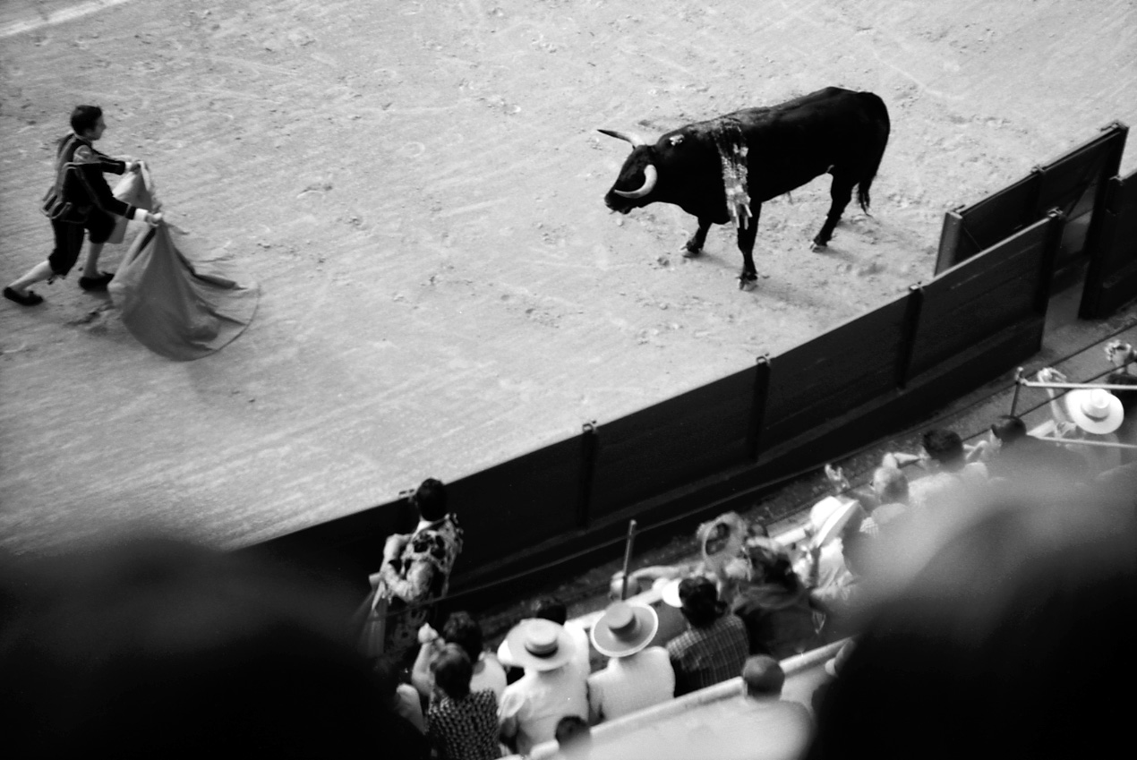 Matador waving cape at a bull.