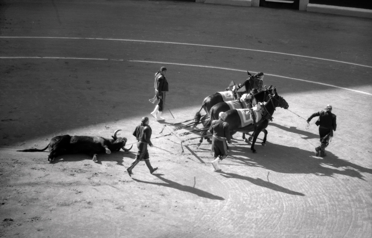 Carcass of a dead bull being dragged from the arena.