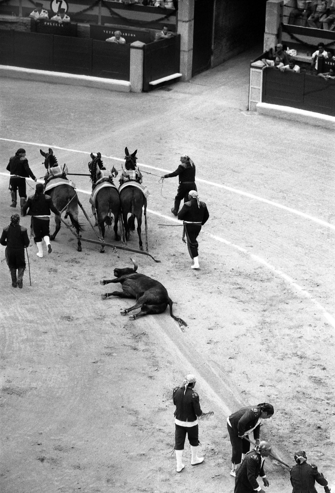 Carcass of a dead bull being dragged from the arena.