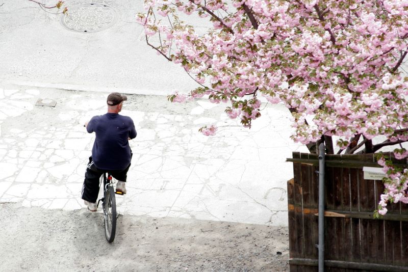 Color image of a man riding a bicycle next to a tree in full bloom with pink flowers.